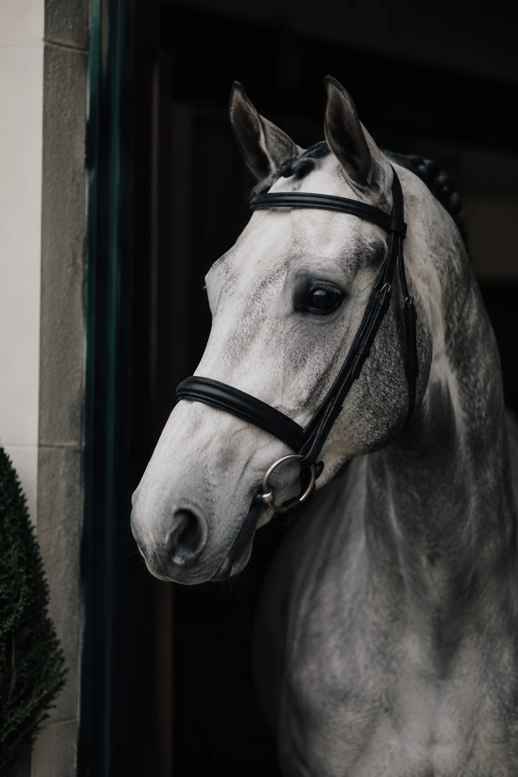 Γκρίζο άλογο dressage με μαύρα ηνία
